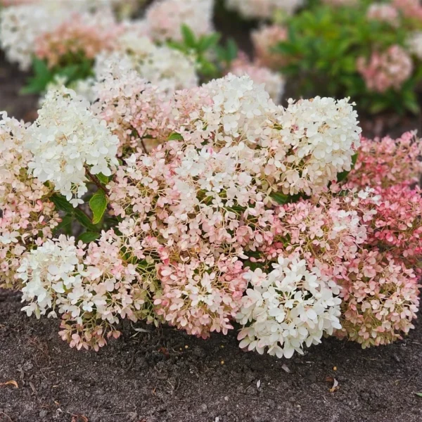 img_20231008_211445 Hortenzija šluotelinė „Groundbreaker®” (Hydrangea paniculata „Groundbreaker®”)