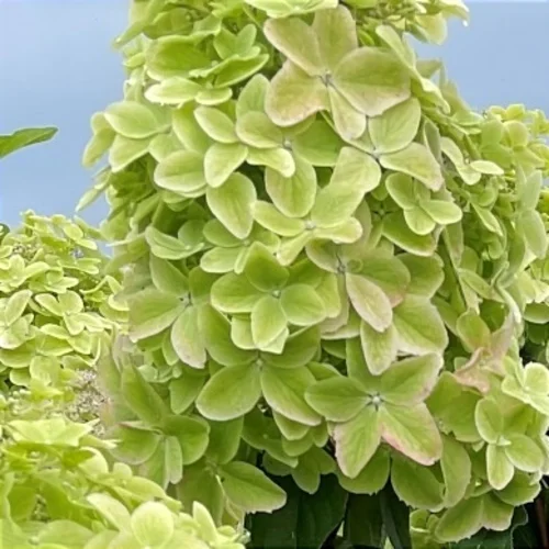 img_20240708_173945 Hortenzija šluotelinė „Metalica®” (Hydrangea paniculata „Metalica®”)