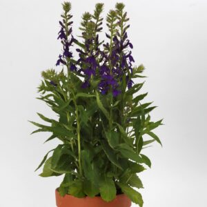 Lobelija "Fanship Blue" (Lobelia speciosa "Fanship Blue")