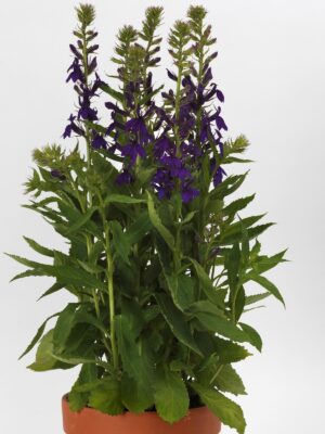 Lobelija "Fanship Blue" (Lobelia speciosa "Fanship Blue")