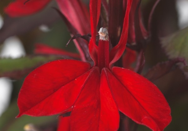 Lobelija „Fanship Scarlet Bronze Leaf” (Lobelia speciosa „Fanship Scarlet Bronze Leaf”)