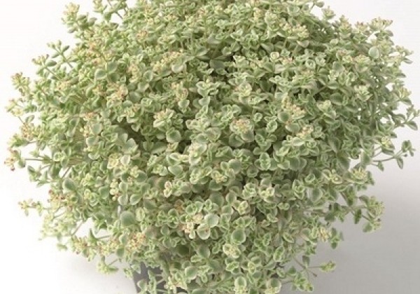 Šilokas „Little Missy” (Sedum  „Little Missy”)