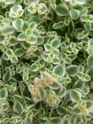Šilokas „Little Missy” (Sedum  „Little Missy”)