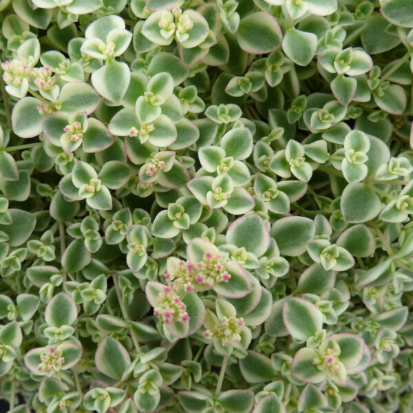 Šilokas „Little Missy” (Sedum  „Little Missy”)