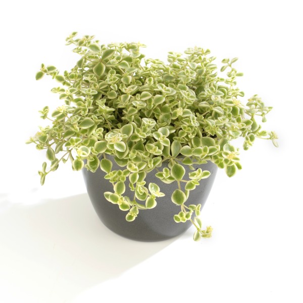 Šilokas „Little Missy” (Sedum  „Little Missy”)