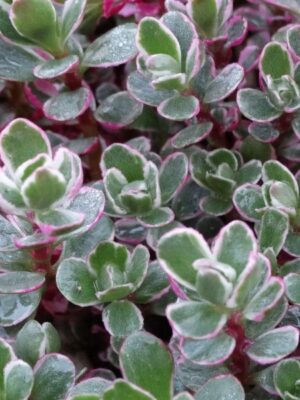 Šilokas kaukazinis „Tricolor” (Sedum spurium "Tricolor")