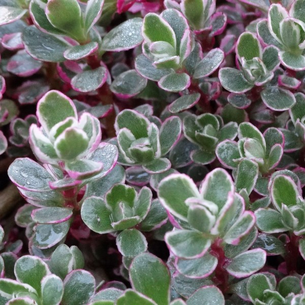 Šilokas kaukazinis „Tricolor” (Sedum spurium "Tricolor")