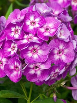 Flioksas "Laura" (Phlox paniculata "Laura")