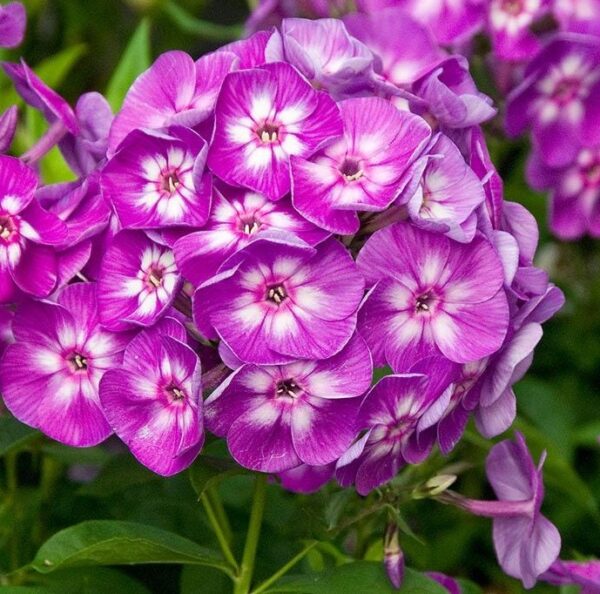 Flioksas "Laura" (Phlox paniculata "Laura")