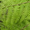 Blužniapapartis  "Rotstiel’" (Athyrium filix - femina  "Rotstiel")