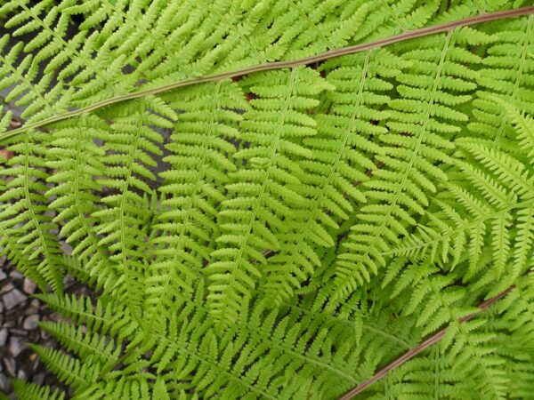 Blužniapapartis  "Rotstiel’" (Athyrium filix - femina  "Rotstiel")