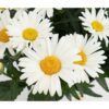 Baltagalvė "Sweet daisy Christine" (Leucanthemum maximum "Sweet daisy Christine")