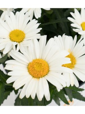 Baltagalvė "Sweet daisy Christine" (Leucanthemum maximum "Sweet daisy Christine")