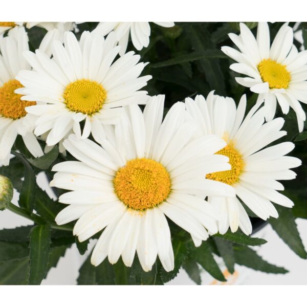 Baltagalvė "Sweet daisy Christine" (Leucanthemum maximum "Sweet daisy Christine")
