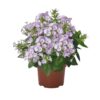 Flioksas "Flame® Lilac Star" (Phlox paniculata "Flame® Lilac Star")