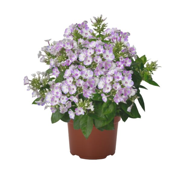 Flioksas "Flame® Lilac Star" (Phlox paniculata "Flame® Lilac Star")