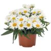 Baltagalvė "Sweet daisy Christine" (Leucanthemum maximum "Sweet daisy Christine")