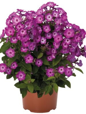 Flioksas "Flame® Purple Eye" (Phlox paniculata "Flame® Purple Eye")