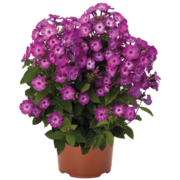 Flioksas "Flame® Purple Eye" (Phlox paniculata "Flame® Purple Eye")