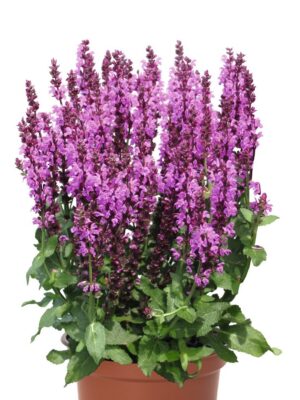 Šalavijas gojinis "Salute Royal Magenta" (Salvia nemarosa "Salute Royal Magenta")