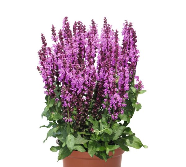 Šalavijas gojinis "Salute Royal Magenta" (Salvia nemarosa "Salute Royal Magenta")