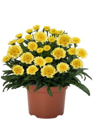 Baltagalvė "Sweet daisy Izabel" (Leucanthemum maximum "Sweet daisy Izabel")