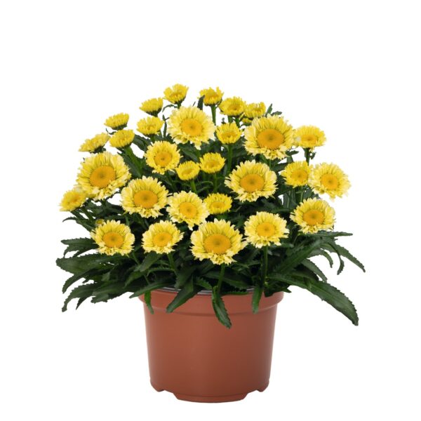 Baltagalvė "Sweet daisy Izabel" (Leucanthemum maximum "Sweet daisy Izabel")