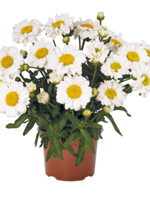 Baltagalvė "Sweet daisy Jane"( Leucanthemum maximum "Sweet daisy Jane")