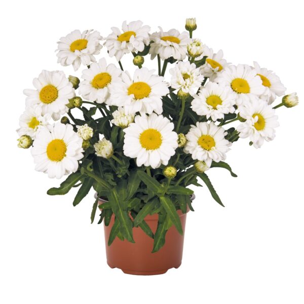 Baltagalvė "Sweet daisy Jane"( Leucanthemum maximum "Sweet daisy Jane")