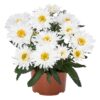 Baltagalvė  "Sweet daisy Rebecca" (Leucanthemum maximum "Sweet daisy Rebecca")