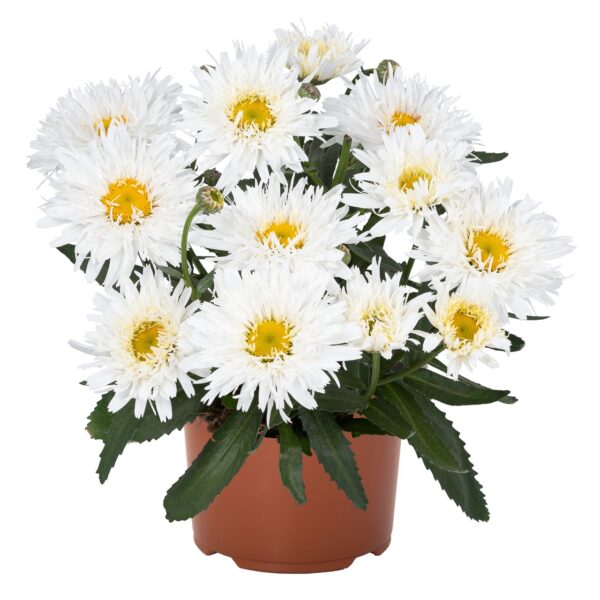 Baltagalvė  "Sweet daisy Rebecca" (Leucanthemum maximum "Sweet daisy Rebecca")