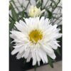 Baltagalvė  "Sweet daisy Rebecca" (Leucanthemum maximum "Sweet daisy Rebecca")