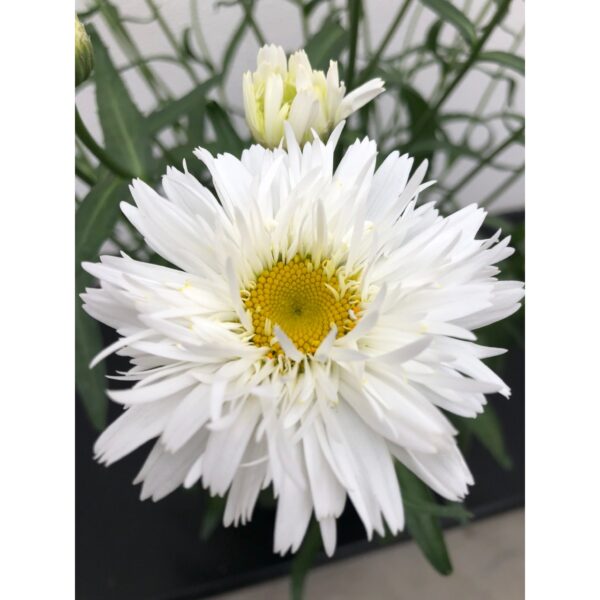 Baltagalvė  "Sweet daisy Rebecca" (Leucanthemum maximum "Sweet daisy Rebecca")
