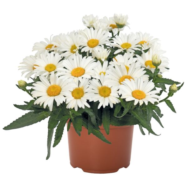 Baltagalvė "Sweet daisy Christine" (Leucanthemum maximum "Sweet daisy Christine")