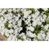 Flioksas "Early White" (Phlox paniculata "Early White")