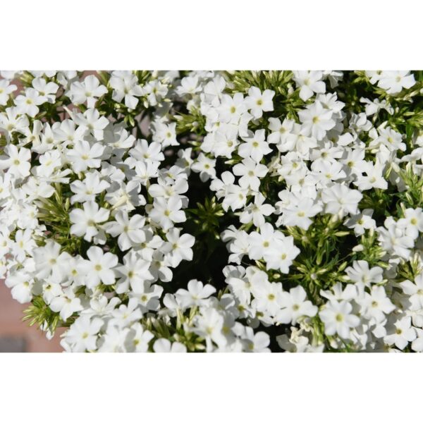Flioksas "Early White" (Phlox paniculata "Early White")