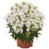 Flioksas "Early White" (Phlox paniculata "Early White")