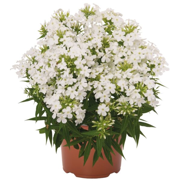 Flioksas "Early White" (Phlox paniculata "Early White")