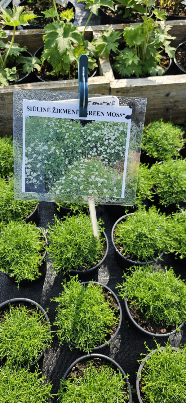 Siūlinė žemenė "Green Moss" (Sagina subulata "Green Moss")