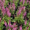Šalavijas gojinis "Midnight Rose"          (Salvia nemorosa "Midnight Rose")