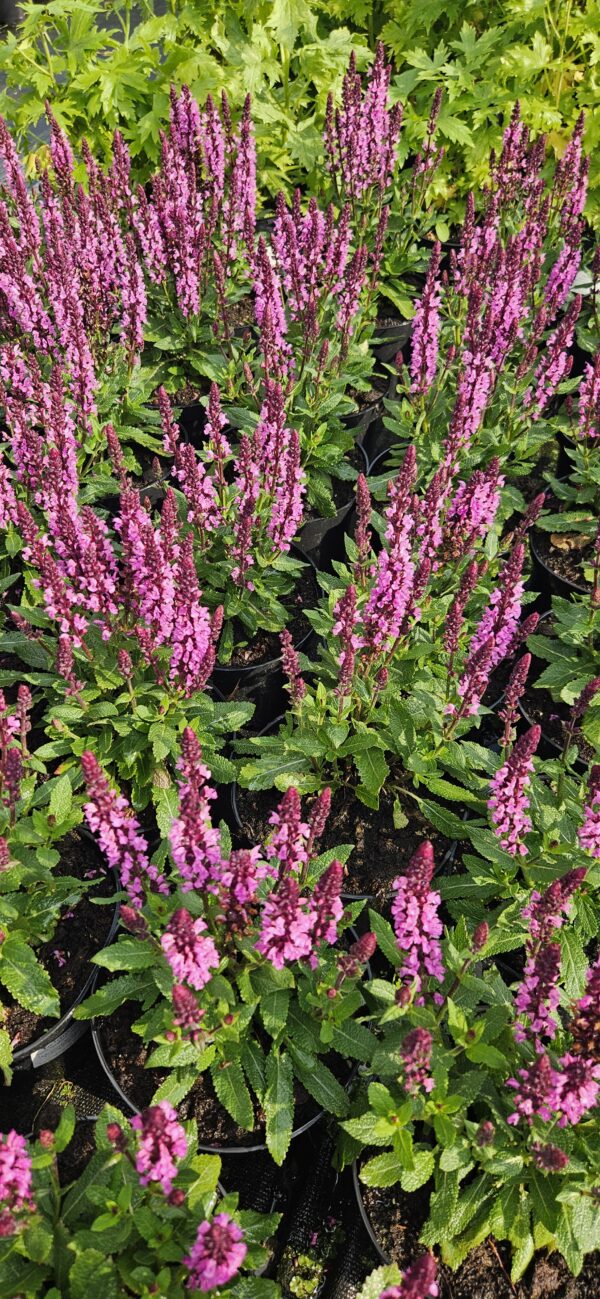 Šalavijas gojinis "Midnight Rose"          (Salvia nemorosa "Midnight Rose")