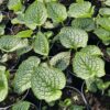 Brunera "Sea Heart" (Brunnera  "Sea Heart")