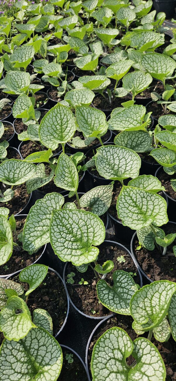 Brunera "Sea Heart" (Brunnera  "Sea Heart")