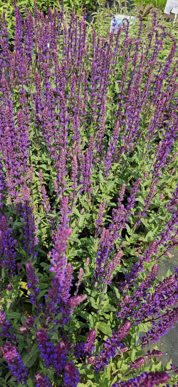 Šalavijas gojinis "Caradona"                  (Salvia nemorosa "Caradona")