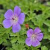 Snaputis "Rozanne"                   (Geranium "Rozanne")