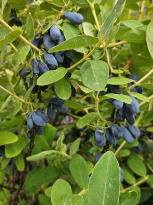 Sausmedis valgomasis "Boreal Beauty"