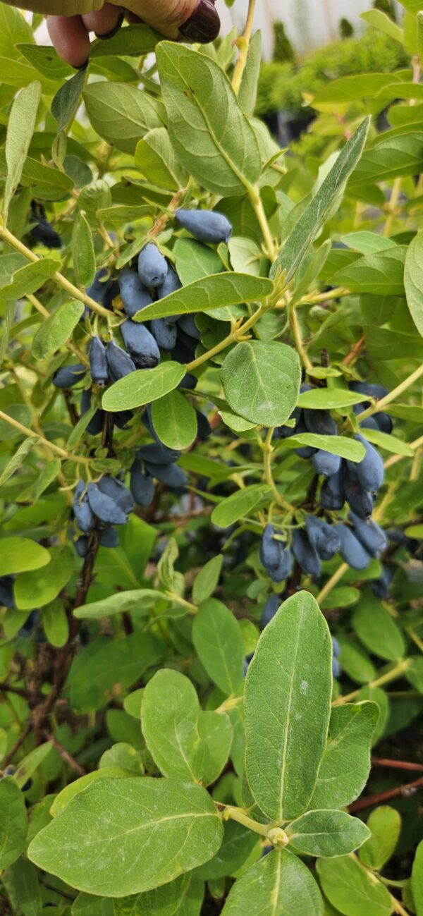 Sausmedis valgomasis "Boreal Beauty"