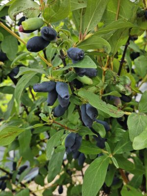 Sausmedis valgomasis "Duet"