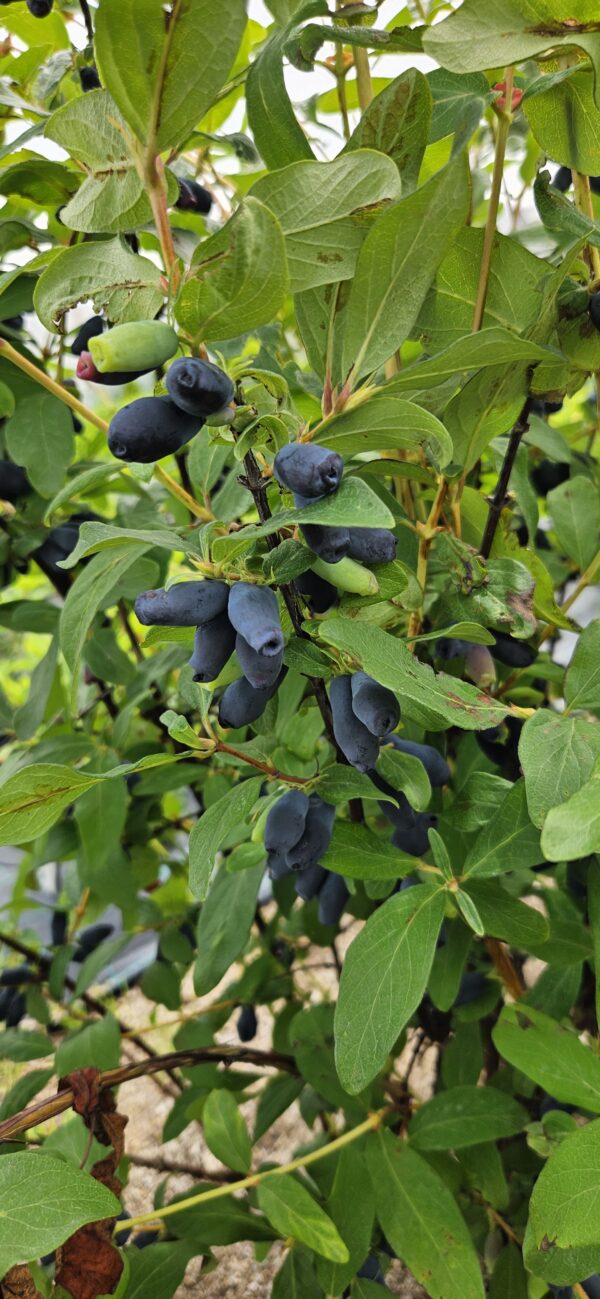 Sausmedis valgomasis "Duet"