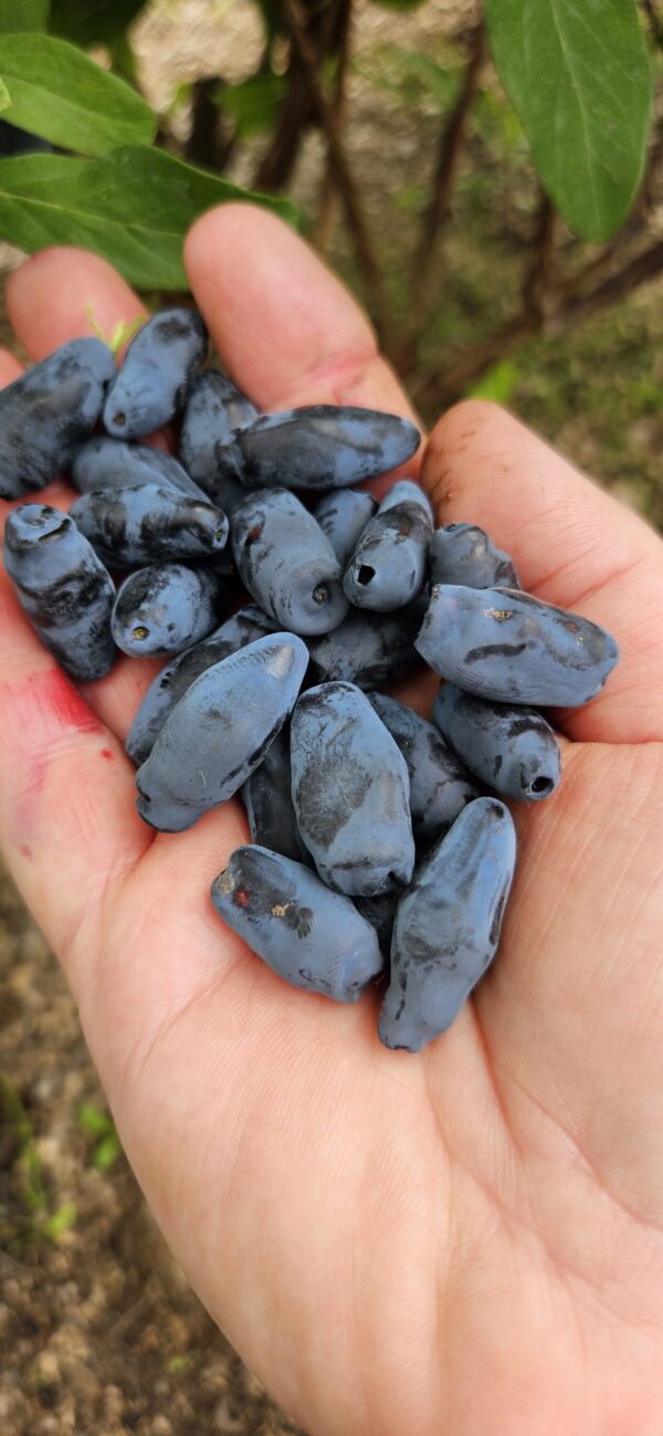 Sausmedis valgomasis "Boreal Beauty"